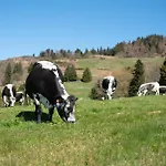La Colline Chalet